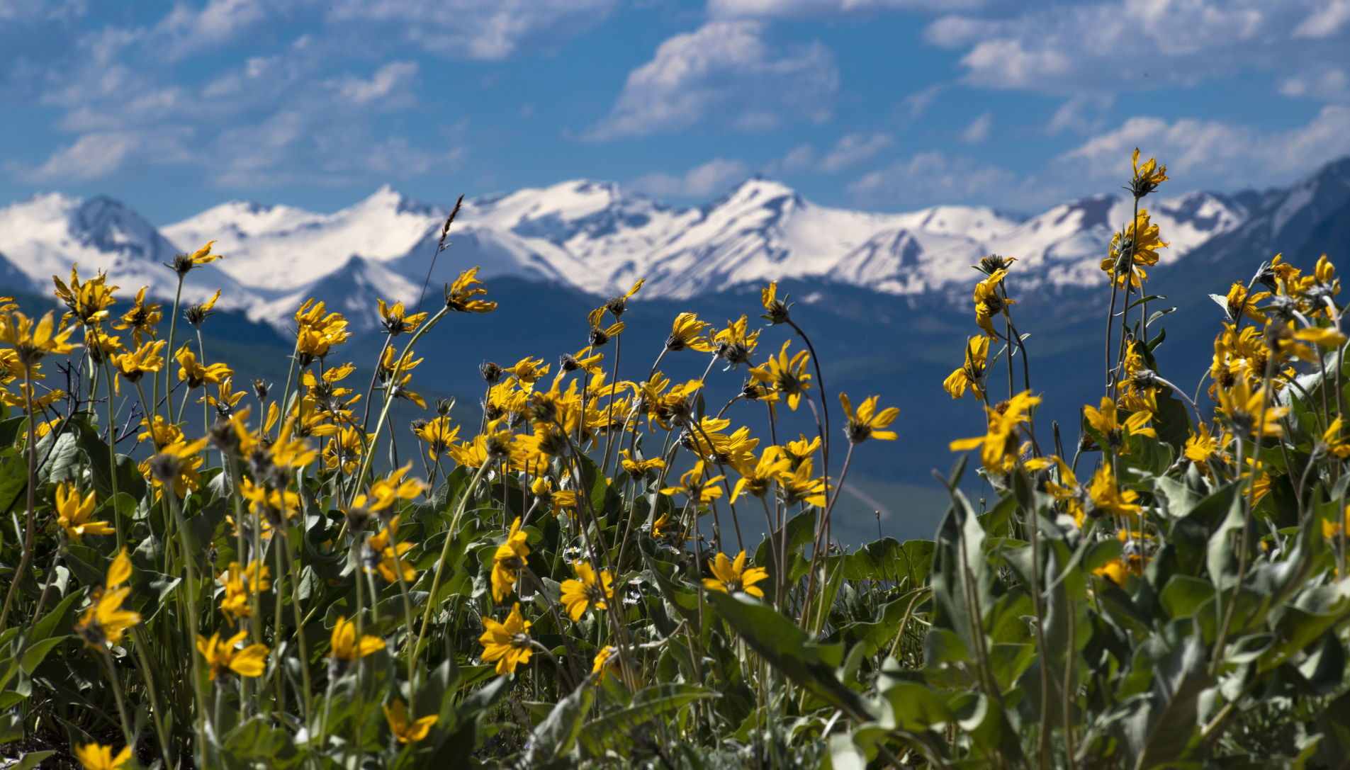 06_27_19 wildflowers0353.jpg